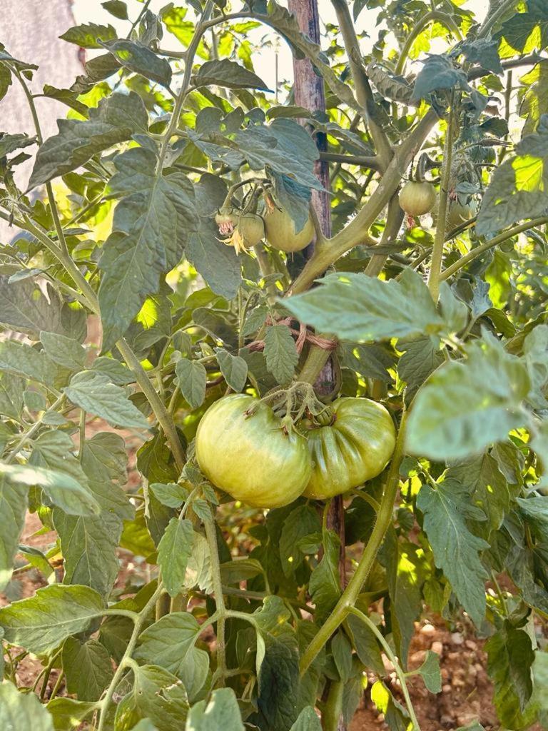 锡尼Kuca Za Odmor Sika别墅 外观 照片
